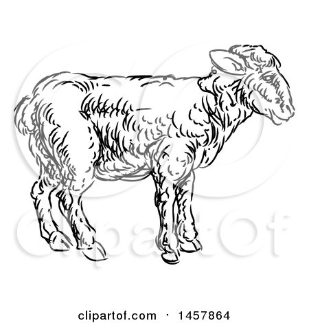 Clipart of a Sketched Black and White Lamb - Royalty Free Vector Illustration by AtStockIllustration
