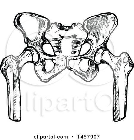 Clipart of a Sketched Black and White Human Pelvis - Royalty Free Vector Illustration by Vector Tradition SM