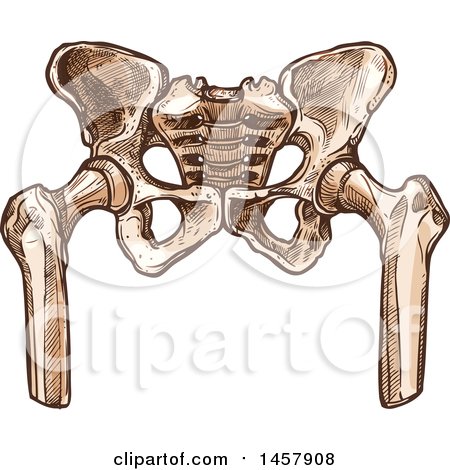 Clipart of a Sketched Human Pelvis - Royalty Free Vector Illustration by Vector Tradition SM