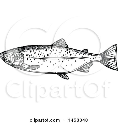 Clipart of a Sketched Black and White Salmon - Royalty Free Vector Illustration by Vector Tradition SM