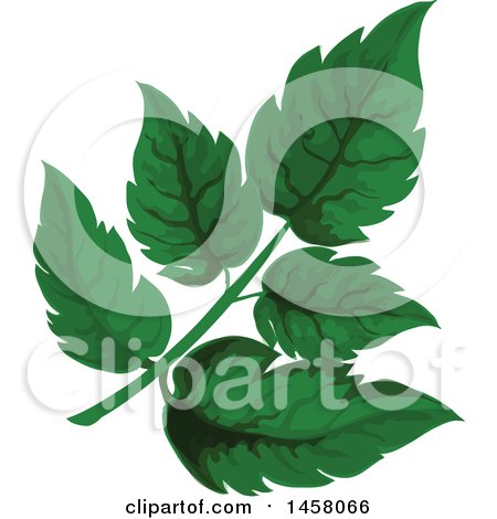 Clipart of a Sorrel Sprig - Royalty Free Vector Illustration by Vector Tradition SM