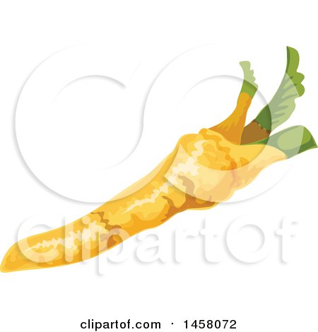 Clipart of a Horseradish Root - Royalty Free Vector Illustration by Vector Tradition SM