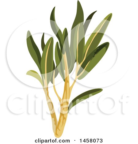 Clipart of a Savory Sprig - Royalty Free Vector Illustration by Vector Tradition SM