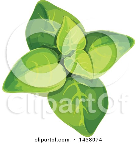 Clipart of a Marjoram Plant - Royalty Free Vector Illustration by Vector Tradition SM