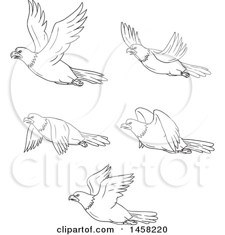 Clipart of Black and White Flying Bald Eagles in Lineart Style - Royalty Free Vector Illustration by patrimonio
