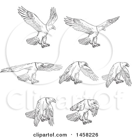 Clipart of Flying Bald Eagles, in Sketched Black and White Style - Royalty Free Vector Illustration by patrimonio