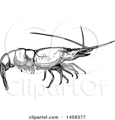 Clipart of a Shrimp in Black and White Sketched Style - Royalty Free Vector Illustration by Vector Tradition SM