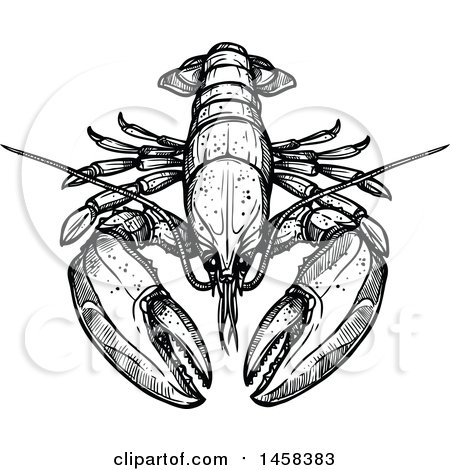 Clipart of a Lobster in Black and White Sketched Style - Royalty Free Vector Illustration by Vector Tradition SM