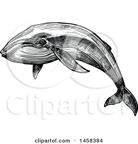 Clipart of a Whale in Black and White Sketched Style - Royalty Free Vector Illustration by Vector Tradition SM