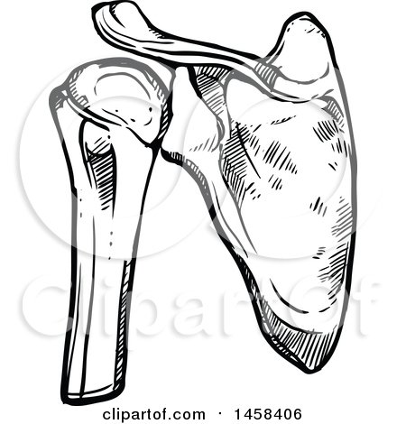 Clipart of a Sketched Human Shoulder Joint, Black and White - Royalty Free Vector Illustration by Vector Tradition SM