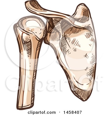 Clipart of a Sketched Human Shoulder Joint - Royalty Free Vector Illustration by Vector Tradition SM