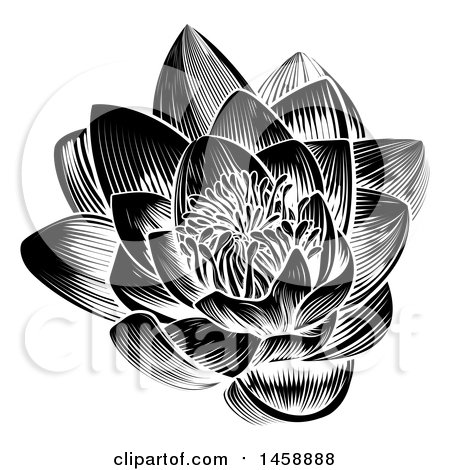 Clipart of a Vintage Black and White Engraved or Woodcut Blooming Waterlily Lotus Flower - Royalty Free Vector Illustration by AtStockIllustration