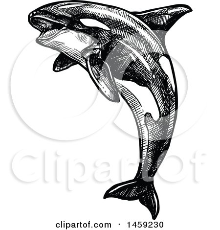 Clipart of a Sketched Orca Killer Whale in Black and White - Royalty Free Vector Illustration by Vector Tradition SM