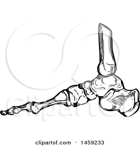 Clipart of Sketched Human Foot Bones in Black and White - Royalty Free Vector Illustration by Vector Tradition SM