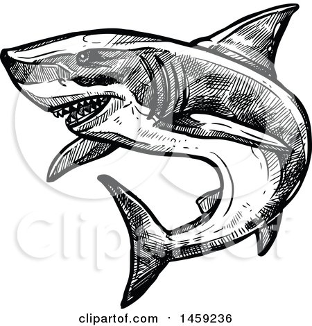 Clipart of a Sketched Shark in Black and White - Royalty Free Vector Illustration by Vector Tradition SM