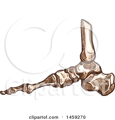 Clipart of Sketched Human Foot Bones - Royalty Free Vector Illustration by Vector Tradition SM