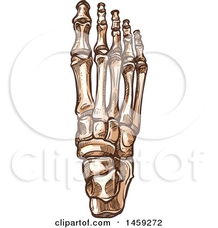 Clipart of Sketched Human Foot Bones - Royalty Free Vector Illustration by Vector Tradition SM