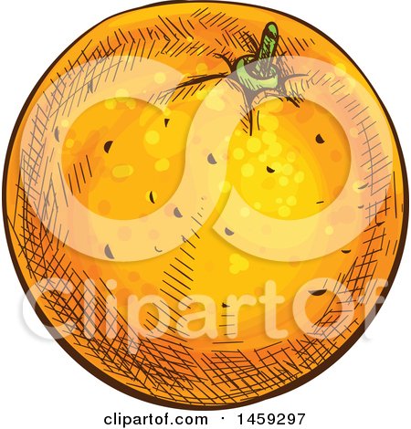Clipart of a Sketched Navel Orange Fruit - Royalty Free Vector Illustration by Vector Tradition SM