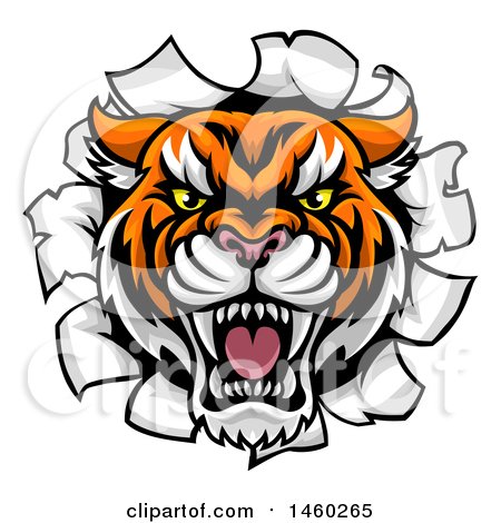 Clipart of a Tiger Mascot Head Breaking Through a Wall - Royalty Free Vector Illustration by AtStockIllustration