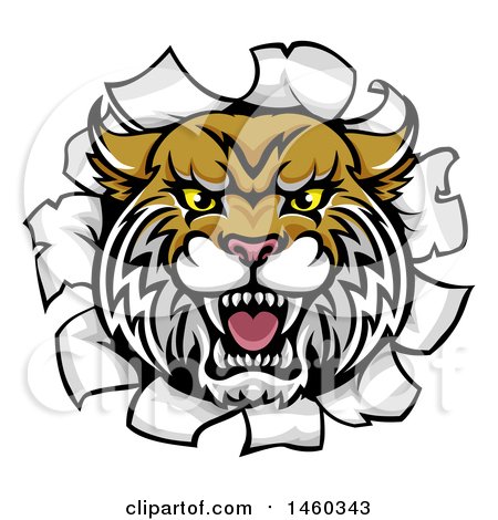 Clipart of a Vicious Wildcat Mascot Head Breaking Through a Wall - Royalty Free Vector Illustration by AtStockIllustration