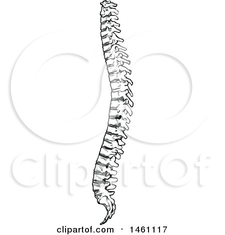 Clipart of a Sketched Spine - Royalty Free Vector Illustration by Vector Tradition SM