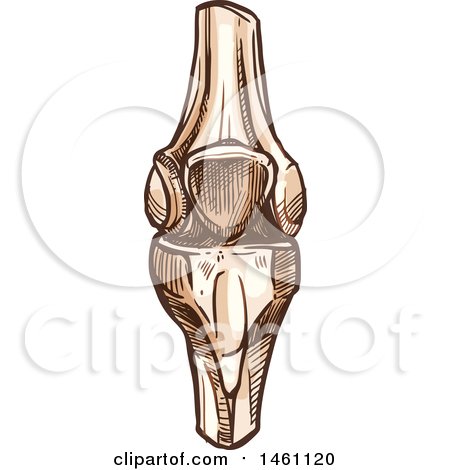 Clipart of a Sketched Knee Joint - Royalty Free Vector Illustration by Vector Tradition SM