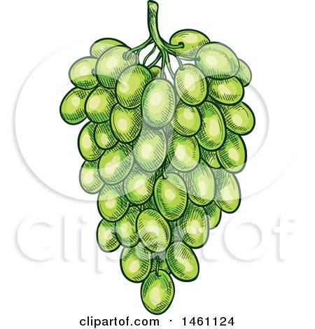 Clipart of a Sketched Bunch of Green Grapes - Royalty Free Vector Illustration by Vector Tradition SM