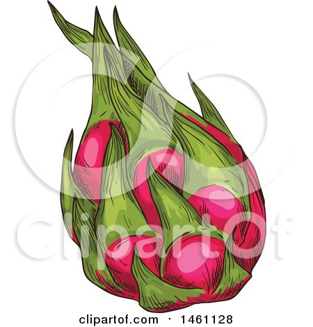 Clipart of a Sketched Dragon Fruit - Royalty Free Vector Illustration by Vector Tradition SM