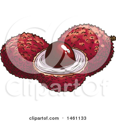 Clipart of Sketched Lychee Fruits - Royalty Free Vector Illustration by Vector Tradition SM
