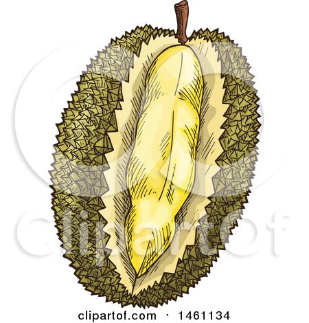 Clipart of a Sketched Jackfruit - Royalty Free Vector Illustration by Vector Tradition SM