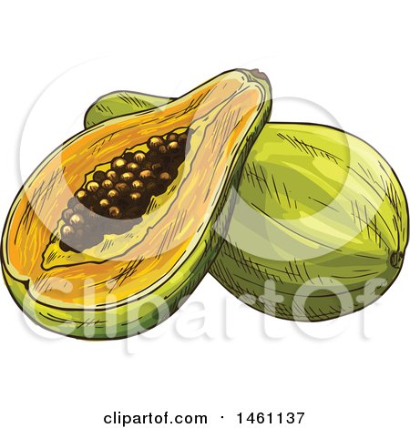 Clipart of a Sketched Papaya - Royalty Free Vector Illustration by Vector Tradition SM