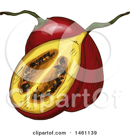 Clipart of a Sketched Feijoa - Royalty Free Vector Illustration by Vector Tradition SM