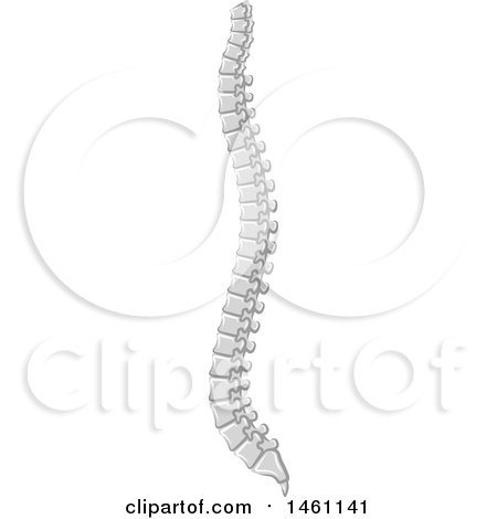 Clipart of a Human Spine - Royalty Free Vector Illustration by Vector