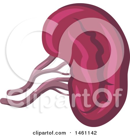 Clipart of a Kidney - Royalty Free Vector Illustration by Vector Tradition SM