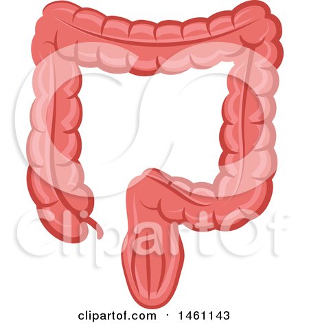 Clipart of an Intestine - Royalty Free Vector Illustration by Vector Tradition SM