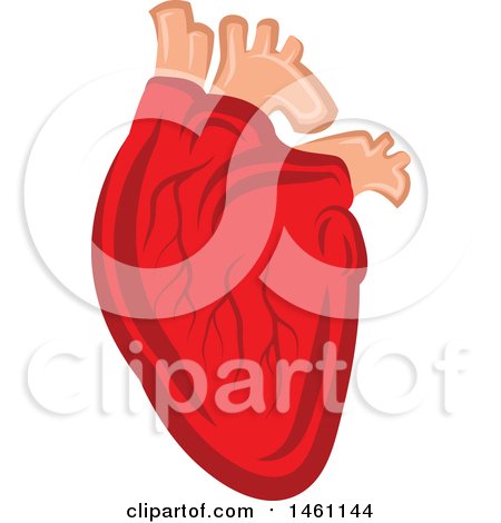 Clipart of a Human Heart - Royalty Free Vector Illustration by Vector Tradition SM