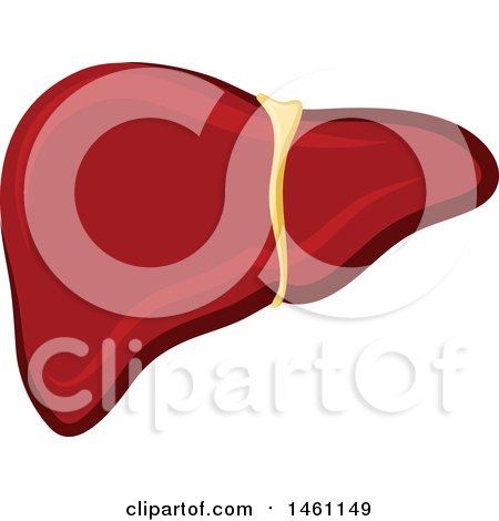 Clipart of a Liver - Royalty Free Vector Illustration by Vector Tradition SM