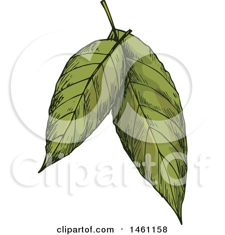 Clipart of Sketched Bay Leaves - Royalty Free Vector Illustration by Vector Tradition SM