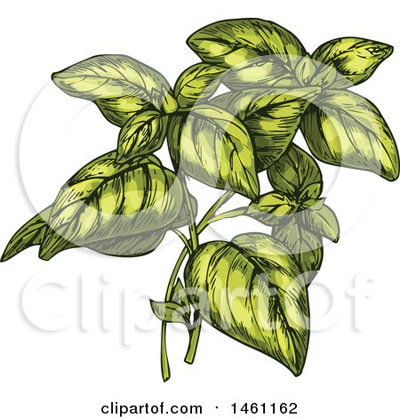 Clipart of Sketched Oregano - Royalty Free Vector Illustration by Vector Tradition SM