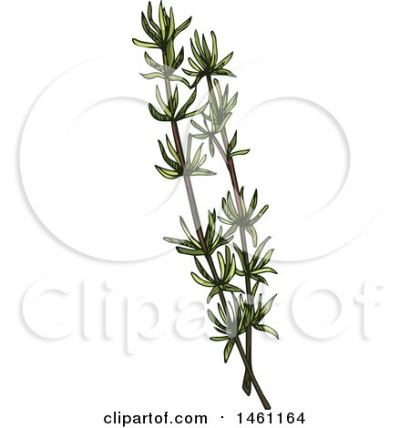 Clipart of a Sketched Thyme Sprig - Royalty Free Vector Illustration by Vector Tradition SM