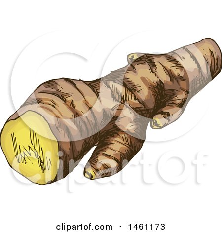 Clipart of a Sketched Ginger Root - Royalty Free Vector Illustration by Vector Tradition SM