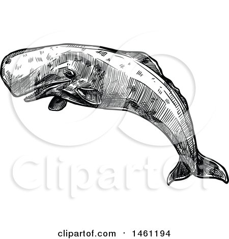 Clipart of a Sketched Sperm Whale - Royalty Free Vector Illustration by Vector Tradition SM