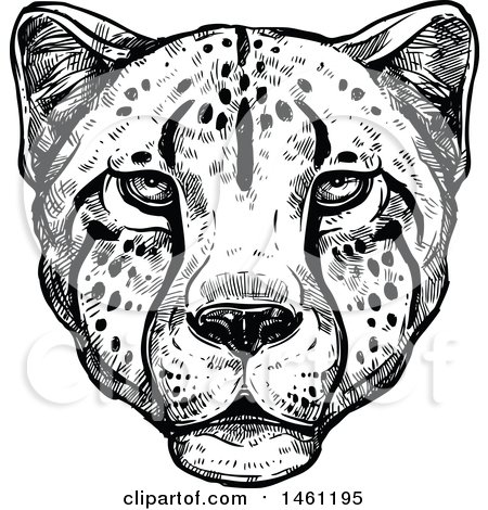 Clipart of a Sketched Cheetah Face - Royalty Free Vector Illustration by Vector Tradition SM