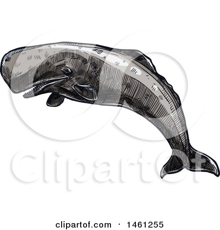 Clipart of a Sketched Sperm Whale - Royalty Free Vector Illustration by Vector Tradition SM
