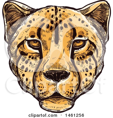 Clipart of a Sketched Cheetah Face - Royalty Free Vector Illustration by Vector Tradition SM