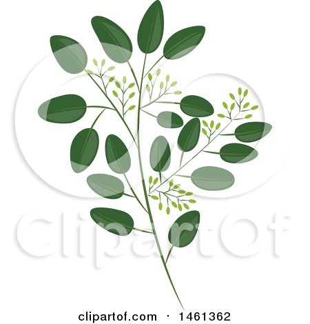 Clipart of a Seeded Eucalyptus Branch - Royalty Free Vector Illustration by Cherie Reve