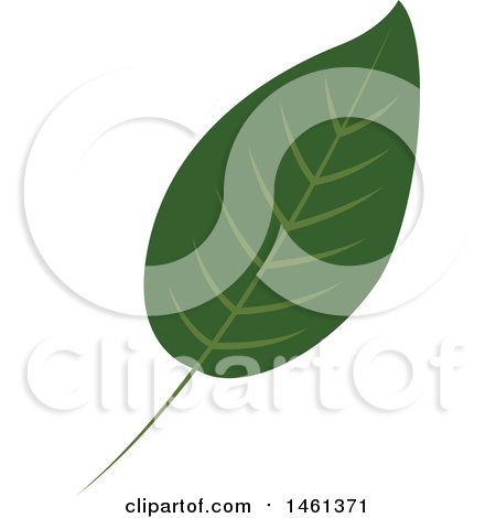 Clipart of a Green Eucalyptus Leaf - Royalty Free Vector Illustration by Cherie Reve