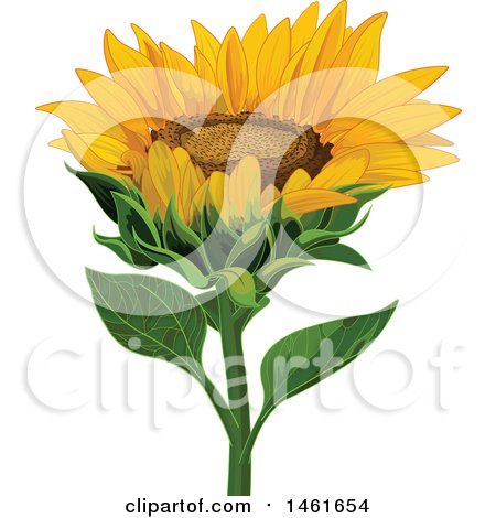 Clipart of a Sunflower Head - Royalty Free Vector Illustration by Pushkin