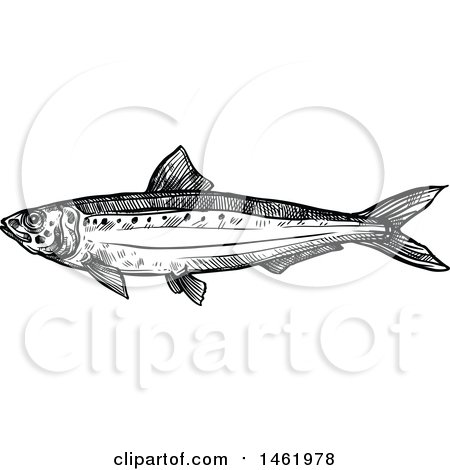Clipart of a Sketched Black and White Sardine Fish - Royalty Free Vector Illustration by Vector Tradition SM
