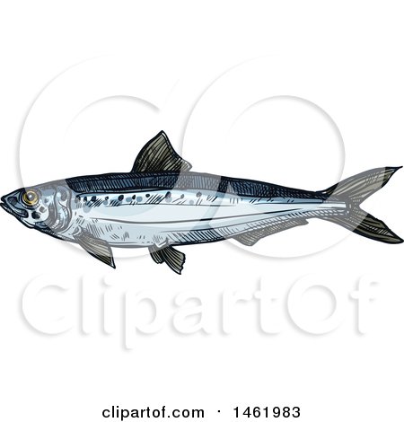 Clipart of a Sketched Sardine Fish - Royalty Free Vector Illustration by Vector Tradition SM